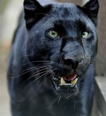 panther-wallpapers.jpg