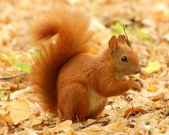 red_squirrel2.jpg